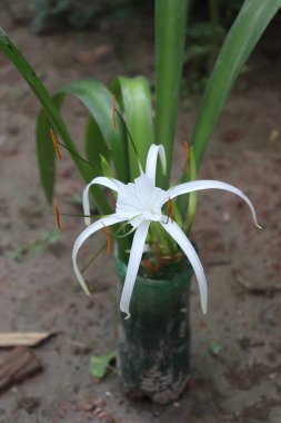 Yakın plan, uzun kıvrımlı taç yaprakları ve çarpıcı turuncu keklerden oluşan egzotik beyaz bir zambak çiçeğini tasvir eder, yumuşak odaklı arka plan ile doğal güneş ışığında zarif bir şekilde sergilenir..