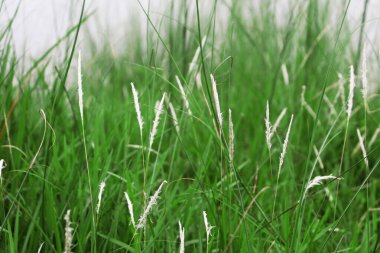 Doğal manzara gösteriyor ki yeşil çimen yapraklarıyla dolu yeşil bir alan birden fazla beyaz kabarık ot sapıyla birleşerek çerçevenin her yerinde rahatlatıcı, organik bir şablon oluşturuyor..