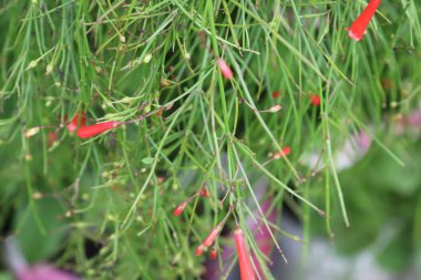 Yakından bakıldığında ince yeşil saplar ve canlı kırmızı tomurcuklar bir kestane fişeği bitkisi, yumuşak bulanık bir zemin üzerine kurulmuş doğal güzelliği vurguluyor.