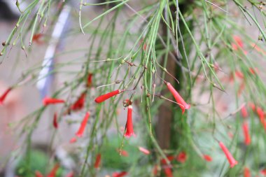 Bu yakın plan görüntüde canlı kırmızı Firecracker çiçekleri ince yeşil saplar arasında zarifçe asılı duruyor. Botanik bahçesi arka planı bitki örtüsünün doğal güzelliğini arttırır..