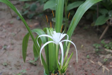 Yakından bakınca, yeşil yaprakların arasında narin taç yapraklarını ve canlı turuncu polenleri vurgulayan beyaz bir örümcek zambağı sergileniyor. Kompozisyon çiçeğin taze ve doğal güzelliğini yakalar..