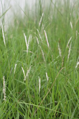 Beyaz tohum başları ile sarmalanmış yeşil çimlerin detaylarını yakalar, yoğun ve yemyeşil bir doğal çayır ortamını yumuşak, doğal ışık altında gösterir..