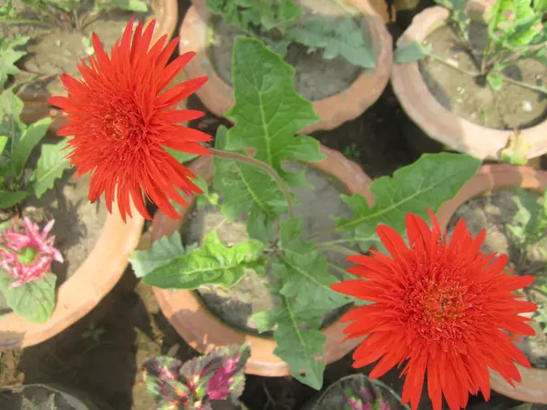 Tepeden çekilen fotoğraf, çeşitli yeşillik ve terakotta kaplarıyla çevrili iki turuncu Gerbera papatyasını vurguluyor..