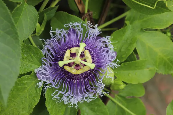 Büyüleyici bir yakın plan, eşsiz mor dalları, canlı yeşil yaprakları ve narin sarı aksanlarıyla bir tutku çiçeğinin karmaşık detaylarını gözler önüne seriyor. Su damlacıkları yaprakları süslüyor..