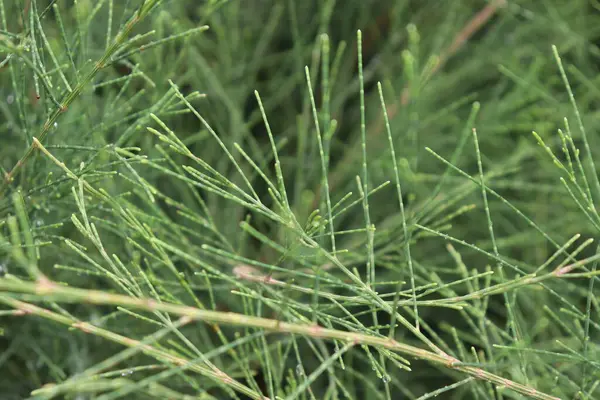 Ayrıntılı bir yakın plan, Equisetum hyemale ait belirgin segmentli yapısını ve canlı yeşil rengini gösteriyor. Bitkinin karmaşık dokusu ve eşsiz şekli doğal güzelliği yansıtıyor..