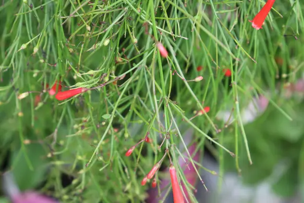 Yakından bakıldığında ince yeşil saplar ve canlı kırmızı tomurcuklar bir kestane fişeği bitkisi, yumuşak bulanık bir zemin üzerine kurulmuş doğal güzelliği vurguluyor.