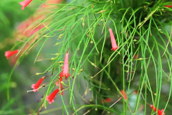 Büyüleyici yakın plan gösterileri canlı kırmızı tüp çiçekleri ve ince yeşil sapları gösteren bir maytap bitkisinin güzelliğini vurgulayan yumuşak, bulanık bir arka plan üzerine kuruludur..