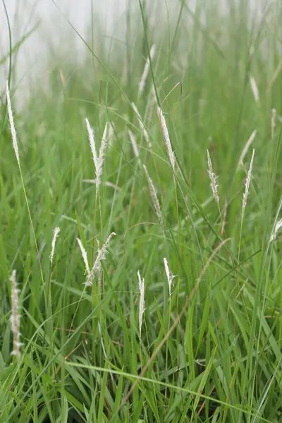 Beyaz tohum başları ile sarmalanmış yeşil çimlerin detaylarını yakalar, yoğun ve yemyeşil bir doğal çayır ortamını yumuşak, doğal ışık altında gösterir..