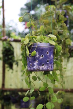 Doğal görüntüde yeşil kablolarla asılmış delikli mavi bir tencere var. Arkasında yeşil bir asma bitkisi var. Arka plan yumuşak, bulanık bir açık hava ortamı sunuyor..