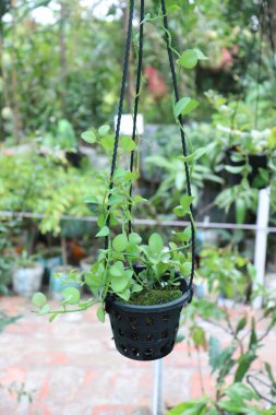 Kapalı bir kalp yaprağı filodendron sarmaşığı, onun narin yeşil yaprakları, yeşil bir saksıdan yeşil bir arka fona doğru dökülüyor..