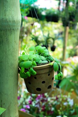 Yakından bakıldığında yuvarlak yapraklı bir Dishidia sarmaşığı görülür. Kahverengi, yuvarlak, kanalizasyon delikleriyle dolu bir çömlekten taşar. Yeşil bambuların yanında bulanık çiçek arkaplanı asılı durur..