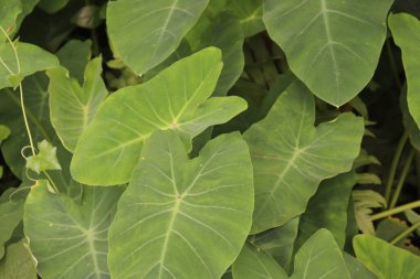 Bu yakın çekim, fil kulağı bitkisinden büyük, dokulu yeşil yaprakların karmaşık detaylarını ve yemyeşil güzelliğini yakalar. Doğal desenler çok ince detaylıdır..