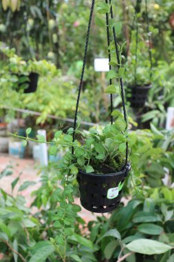 Yuvarlak, parlak yeşil yapraklarla sarmaşık bitkisi siyah iplerle siyah bir tencerede yetişir. Botanik bitkisi yeşil bulanık bir arka plana karşı yemyeşil..