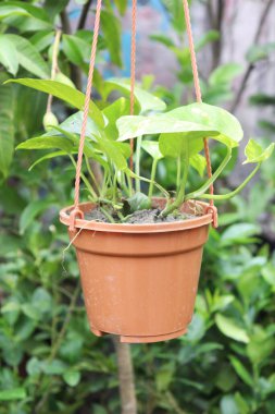 Kahverengi bir plastik kap, şeftali renkli tellerle sarkıtılmış yemyeşil bir pothos bitkisine sahiptir. Bitki, canlı yapraklarıyla, yeşil yaprakların arka planında asılı duruyor..