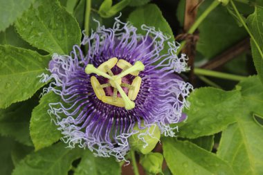 Mor bir tutku çiçeğinin detaylı güzelliğini, eşsiz filizlerini ve merkezini, yemyeşil yapraklardan oluşan bir zemin üzerinde canlı bir şekilde sergiliyor. Su damlacıkları yaprakları süslüyor..