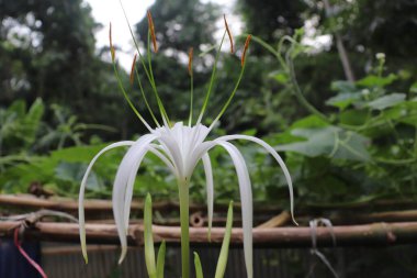 Düşük açılı beyaz bir nilüfer zambağı yakalar, eşsiz yapısını vurgular, ince yapraklar ve turuncu uçlu, açık havada, gün boyunca bulanık yeşil bitki örtüsüyle birlikte..