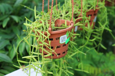 Kapalı fotografta kahverengi plastik sepetin içinde yapraklı arka planı bulanık bir çalı fasulyesi bitkisi görülüyor. Bahçedeki ev bitkilerinin güzelliğini gösteriyor..