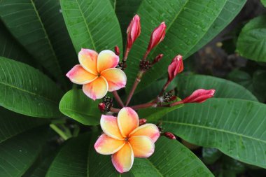 Taze yeşil yapraklar ve canlı kırmızı tomurcuklar arasında geçen, pembe kenarları ve sarı merkezleri olan iki güzel plumeria çiçekleri, çekici bir botanik sunumu oluşturur..