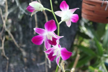 Birkaç güzel orkide, yumuşak, bulanık doğal bir arkaplan ile tamamlanmış saf beyazdan koyu mora çarpıcı bir renk gradyanı sergiliyor. Orkideler canlı bir zarafet katıyor..