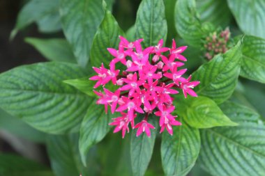 Büyüleyici yakın çekim gösterileri. Canlı pembe yıldız patlaması çiçekleri. Etrafı gür, koyu yeşil yapraklarla çevrili..