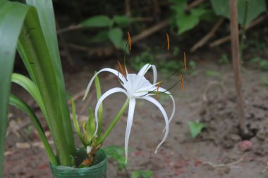 Yakın plan çekimde beyaz bir örümcek zambağının ince yapraklarını ve belirgin turuncu pudinglerini vurguluyor. Bu çarpıcı çiçek saksıya konur ve dışarıya açılır..