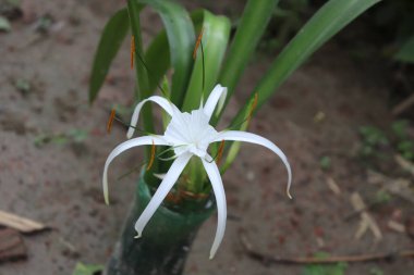 Yakın plan çekimde el değmemiş beyaz bir örümceğin canlı yeşil sapları ve çarpıcı turuncu pullarıyla zarif bir şekilde çiçek açtığını ve büyüleyici bir görüntü sergilediğini görüyoruz..