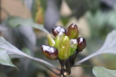 Yakından bakıldığında, yeşil ve morumsu renkler içeren parlak kırmızı biberleri bir yaprak sapında kümelenerek yakalar. Biberlerin pürüzsüz yüzeyi ışığı yansıtır..
