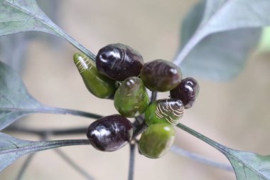 Bir bitkinin üzerinde yetişen koyu mor ve yeşil, olgunlaşmamış, doğal dokularını, küçük boyutlarını ve yapraklı arkaplanlarını gösteren biberlerin yakın çekim görüntülerini gösterir..