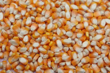 Yakın çekimde yoğun bir mısır tanecikleri tabakası, sarı ve turuncunun değişik tonlarında mevsimsel hasat sonrası işleme hazır olduklarını gösteriyor..