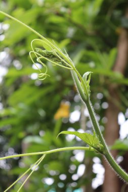 Yukarı doğru çekim, tüylü gövdesini gözler önüne seren yeşil bir bitki sarmaşığı yakalar, sarmal filizini sarar ve doğal büyümeyi vurgulayarak yeşil bir yaprak zeminine karşı yapraklar oluşturur..