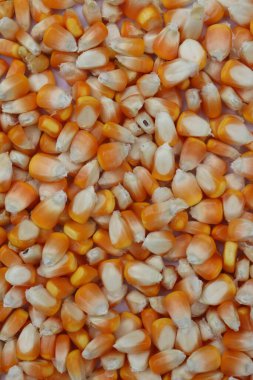 Mısır taneleri, altın sarısı organik doku ve kompozisyona sahip olarak birbirine sıkıca saçılmıştır. Bunlar kurumuş ve soyulmuş, mısır tanelerinin arka planına bakmamızı sağlıyor..