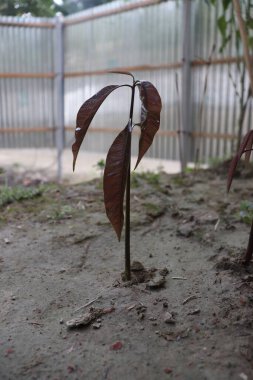 Zeminden filizlenen küçük mango ağacına odaklanın, doğal ışıklandırma koşulları altında ilk kahverengi yaprakları bulanık, doğal bir zemin üzerine kuruludur..