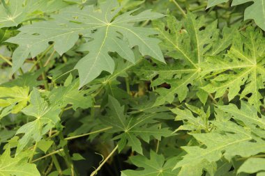 Yakın çekim perspektifi, dokulu desenler ve organik şekiller gösteren çok sayıda papaya bitkisi yaprağının doğal ve canlı bir yeşil zemin sağladığını ortaya koymaktadır. Ayrıntılı damarlar yapraklarda fark edilir..