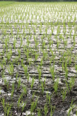 Yeni ekilen parlak yeşil pirinç bitkileri çamurlu, su dolu bir alanda dimdik duruyorlar. Canlı renkleri koyu ve doymuş toprağa karşı katıksız tezat oluşturuyor..