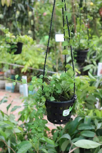 Yuvarlak, parlak yeşil yapraklarla sarmaşık bitkisi siyah iplerle siyah bir tencerede yetişir. Botanik bitkisi yeşil bulanık bir arka plana karşı yemyeşil..