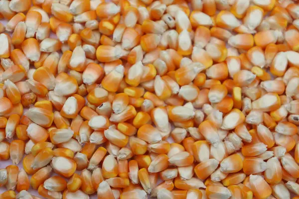 Yakın çekimde yoğun bir mısır tanecikleri tabakası, sarı ve turuncunun değişik tonlarında mevsimsel hasat sonrası işleme hazır olduklarını gösteriyor..