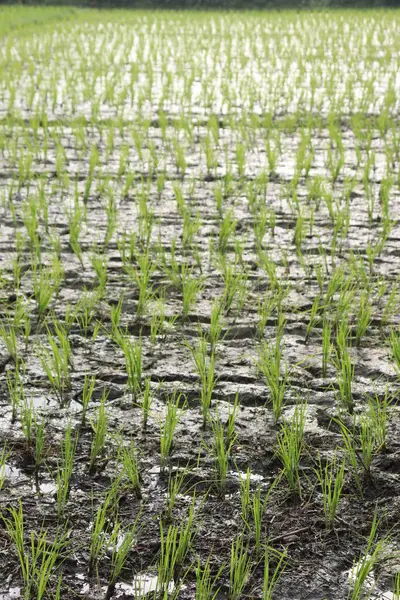 Yeni ekilen parlak yeşil pirinç bitkileri çamurlu, su dolu bir alanda dimdik duruyorlar. Canlı renkleri koyu ve doymuş toprağa karşı katıksız tezat oluşturuyor..