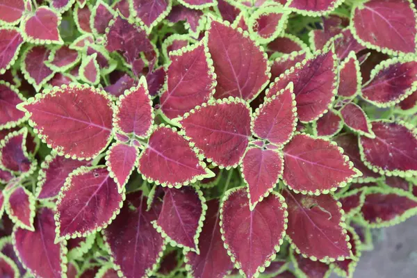 Göz kamaştırıcı kapalı sergiler Coleus bitkisinin parlak yeşil kenarlarla çevrili canlı kırmızı yaprakları büyüleyici bir dokuma arka plan oluşturur. Görüntü bitkinin eşsiz desenini ve rengini vurgular..