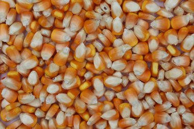 Yüksek açılı çekim, birçok kurutulmuş mısır tanesinin tam bir çerçeve görüntüsünü sunar. Renklerini ve dokusunu yakalayarak besinle ilgili bir ürünü gözler önüne serer..