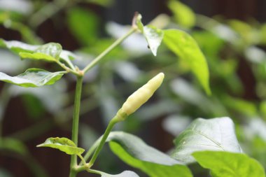 Yüksek açılı çekim, yeşil yapraklarla çevrili canlı bir kırmızı biber olduğunu gösteriyor. Doğanın tazeliğini ve sağlıklı büyümesini yakalıyor..