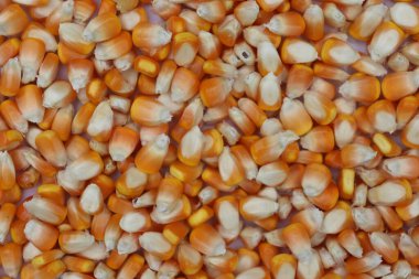 Yüksek açılı, yakın plan çekimlerde bir yığın kuru sarı çekirdek, çeşitli şekilleri ve dokuları çerçeveyi doldurarak soyut ve doğal bir mozaik oluşturuyor..