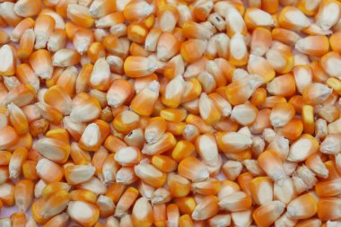 Çok detaylı bir yakın çekim görüntüsü büyük bir yığın sarı ve beyaz mısır taneciklerini gösteriyor. Çekirdekler doğal dokularını gösteriyor ve ışıklandırma yüzeyi vurguluyor..