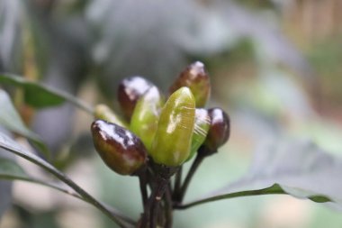Bir makro çekim, canlı yeşillikler ve derin morlar içeren ve hala ince siyah dallarında olgunlaşan Chiltepin biber kümesini ortaya çıkarır..