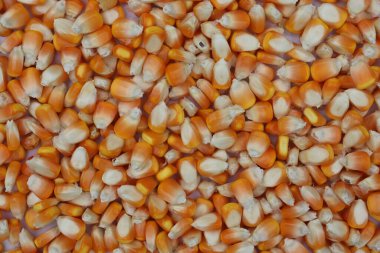 Tam kare çekim, canlı turuncu gölgelerini kremsi beyaz renklerle birleştirerek büyüleyici bir mısır tanecikleri dizilimi içerir ve görsel olarak çekici bir arka plan oluşturur..