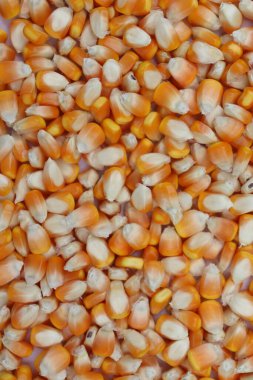 Genel olarak, vitrinleri kapatın, beyaz uçlu altın sarısı mısır taneleri koleksiyonu, tarımsal ürünün dokulu ve renkli bir görüntüsünü oluşturur..