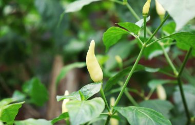 Ağaçta beyaz biber. Beyaz kırmızı biber.