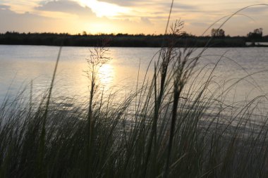 Yumuşak altın gün batımı, uzun, çimenli bataklık bitkilerinin ötesinde görülen durgun nehir yüzeyini yansıtır. Ufuk su kenarının ötesinde görünür..