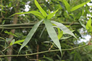 Yakın çekim, canlı yeşil bambu yapraklarını bir araya toplar ve zengin, yapraklı bir desen oluşturur. Doğal ışık, yaprakların güzelliğini ve karmaşıklığını arttırır..