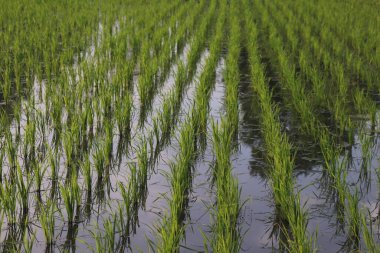 Su dolu çeltik tarlalarında yemyeşil, taze pirinç filizleri gökyüzünü yansıtıyor ve ışığı ve gökyüzünü yansıtıyor. Serene çiftlik manzarası hasat umutlarını gösteriyor.