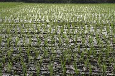 Yakın perspektif, sulu bir çamur tarlasına ekilmiş yoğun yeşil pirinç fidelerini ortaya çıkarır. Tarım kavramı, bereketli bir mevsim için yeni pirinç mahsullerini gösteriyor..